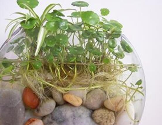 銅錢草水培怎么固定根，，擇一些小花石置于水瓶底部(美觀固定)