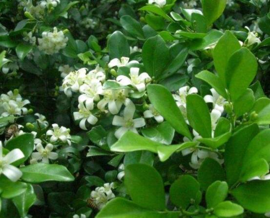 九里香花香的味道對人體有害嗎，有害/導(dǎo)致頭暈、胸悶