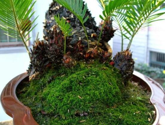 鐵樹怎么繁殖，鐵樹四大繁殖方法