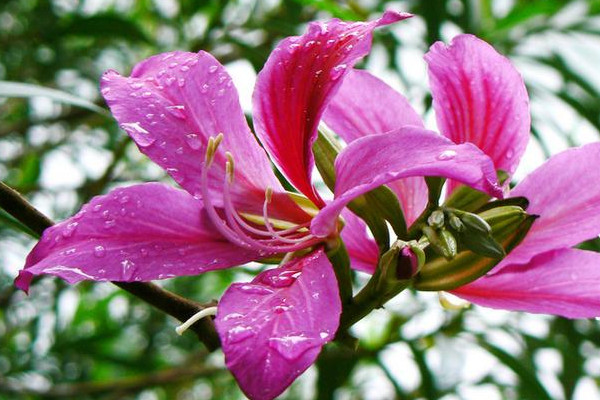 紫荊花什么顏色