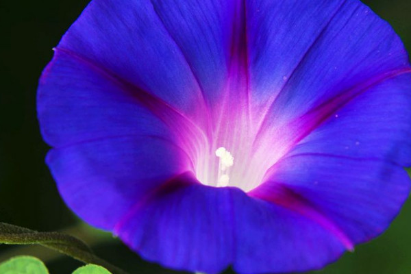 牽?；ǚN子要多少時(shí)間可以成熟