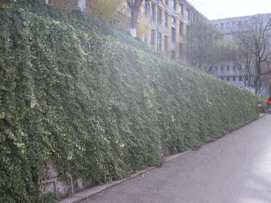 常春藤的養(yǎng)殖方法和注意事項(xiàng)，老農(nóng)總結(jié)八大基本方法