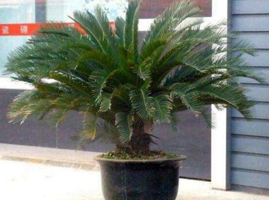 鐵樹怎么養(yǎng)，鐵樹的養(yǎng)殖方法和注意事項(xiàng)