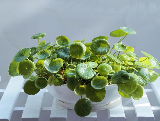 銅錢草和鏡面草的區(qū)別，外觀/生長環(huán)境/價(jià)值三種區(qū)別方法