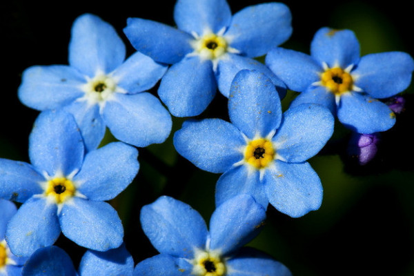 勿忘我冬天在北方能過(guò)冬嗎