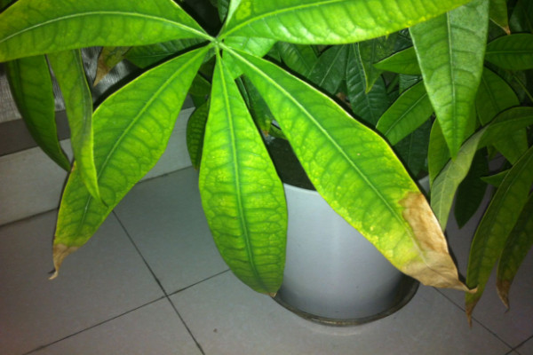 發(fā)財(cái)樹需要陽光嗎