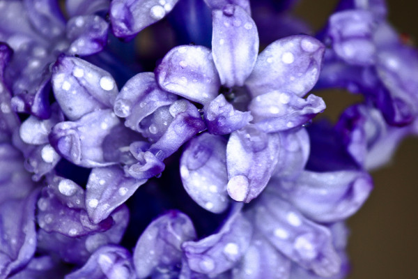 風信子冬天水培怎么養(yǎng)