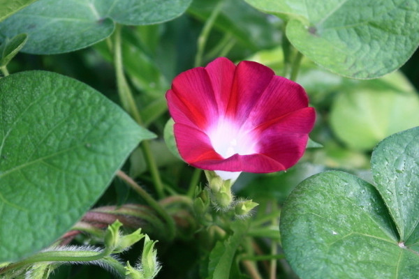 牽?；ㄔ趺捶乐雇介L(zhǎng)與腐爛