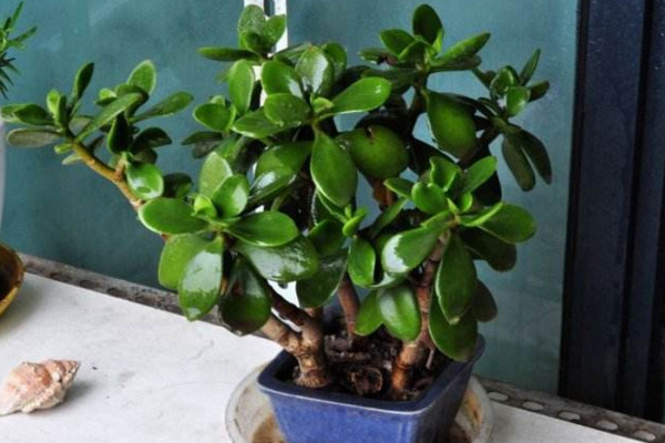 玉樹換盆注意事項，注意換盆時間以及根部的修剪