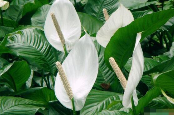 一帆風(fēng)順的花粉有毒嗎，花粉無毒汁液有毒