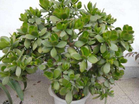 燕子掌葉子變軟怎么辦，教你最常見(jiàn)兩種解決辦法(光照與施肥)