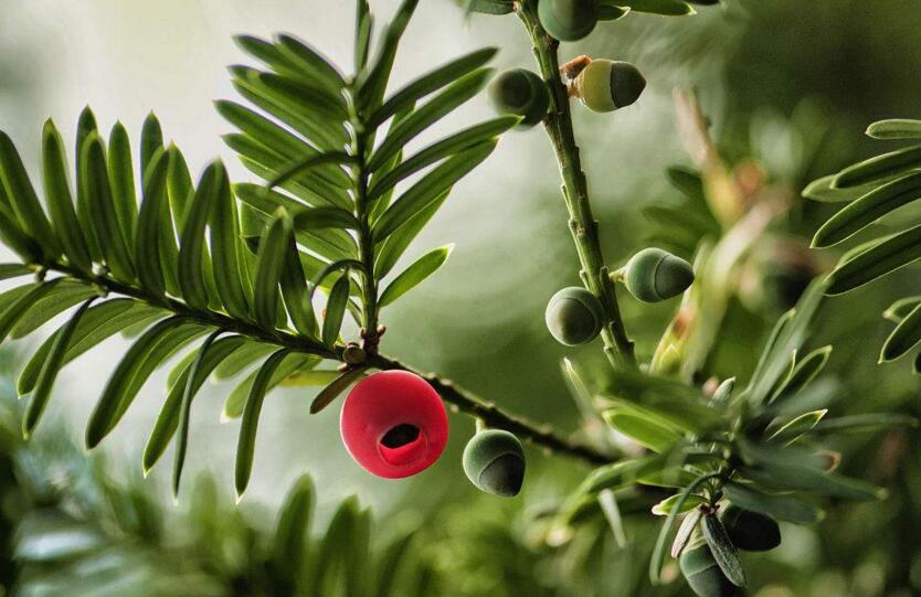 紅豆杉的修剪方法圖，注意抹芽、摘心、短截的區(qū)別