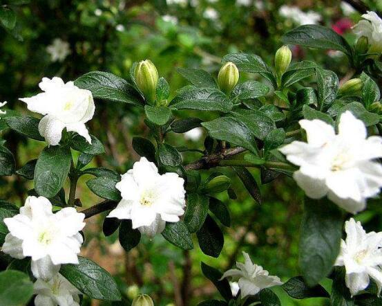 六月雪為什么不開花，三種原因以及解決辦法