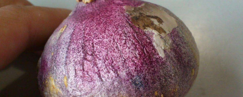 風信子球發(fā)霉了怎么辦