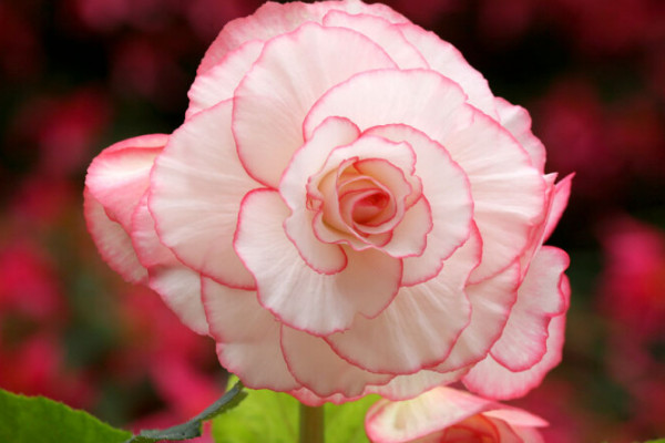 球根海棠怎么過(guò)冬