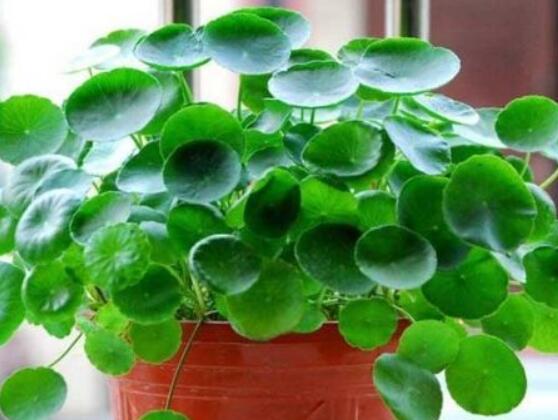 銅錢草泡水喝的作用，利尿排石、抗炎消炎