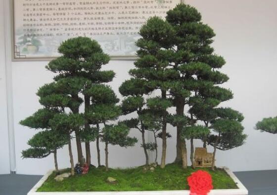 玉樹葉子有沒有毒，葉子沒毒汁液是有毒的