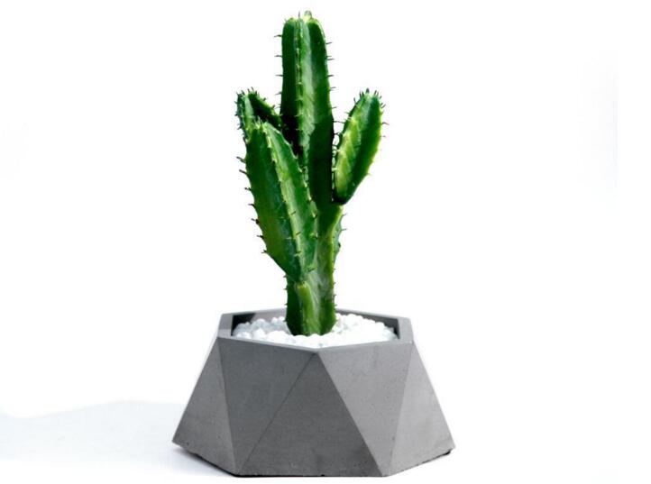 仙人掌怎么施肥，選擇合適肥料很重要