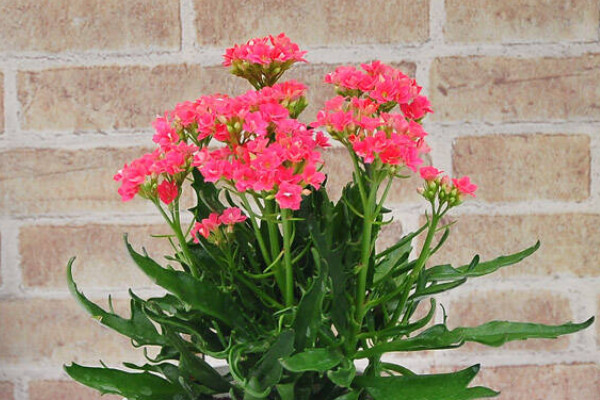 長(zhǎng)壽花春天開(kāi)花嗎