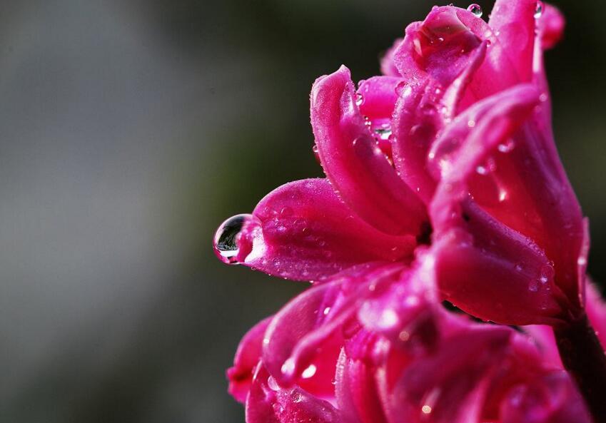 風(fēng)信子土培的養(yǎng)殖方法，要從土壤等5個方面注意