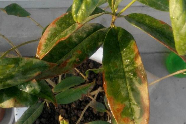 桂花葉子發(fā)黃怎么辦