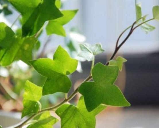常春藤掉葉子怎么辦，四種原因以及解決辦法