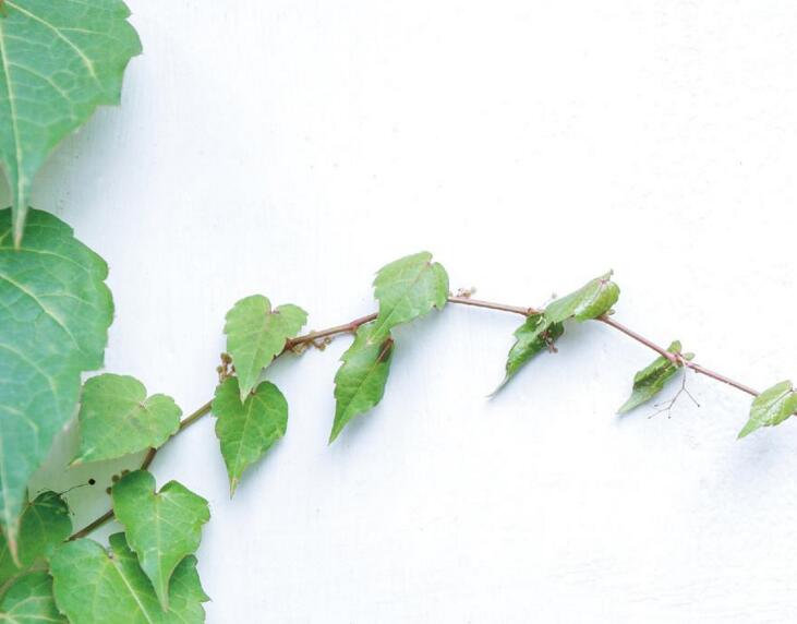 常青藤夏天怎么澆水，澆水時(shí)間要控制好