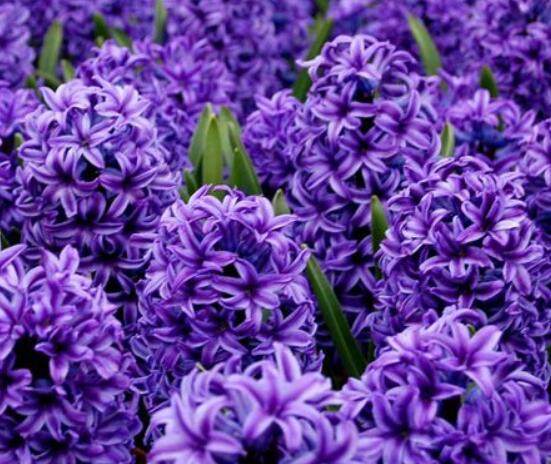 家里養(yǎng)風(fēng)信子好嗎，好/美化家居環(huán)境、凈化空氣