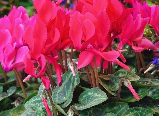 仙客來(lái)葉子嚴(yán)重發(fā)黃，老農(nóng)總結(jié)最直觀三種解決辦法