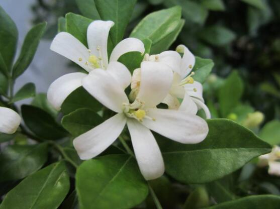 九里香種在家里禁忌，只需要注意四個要點(diǎn)即可