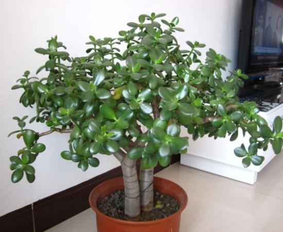 燕子掌的養(yǎng)殖方法和注意事項，老農(nóng)總結(jié)最實用八大養(yǎng)殖技巧