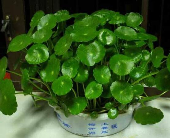 水培銅錢草葉子發(fā)黃怎么辦，四種原因以及解決方法