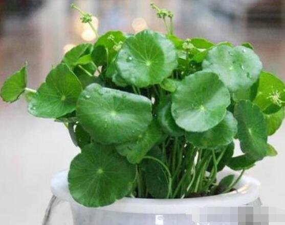 水培銅錢草葉子發(fā)黃怎么辦，四種原因以及解決方法