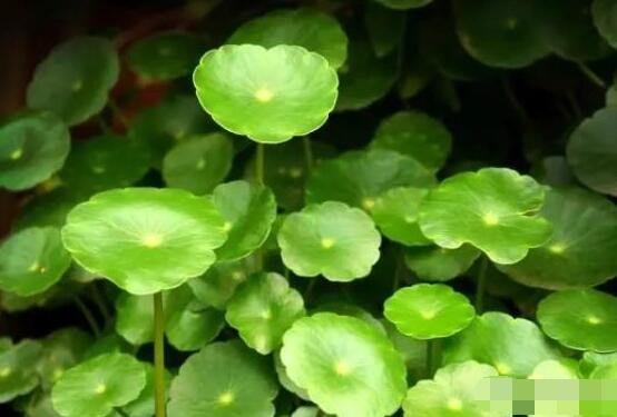 土培銅錢草怎么養(yǎng)，掌握八點因素就可以爆盆了（適合新手）