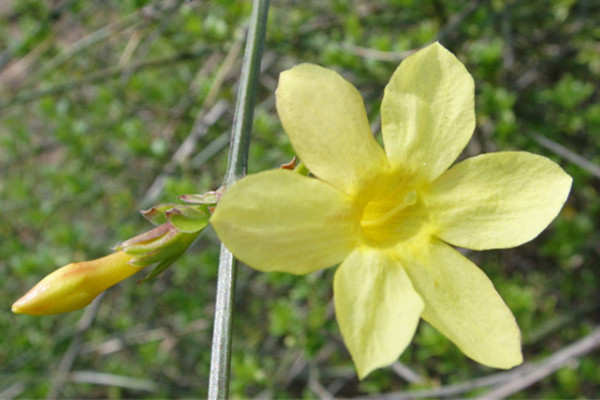 迎春花一天曬太陽(yáng)行嗎