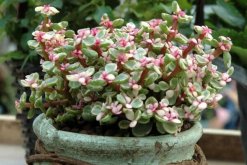 如何種雅樂之舞，三步即可完成雅樂之舞的種植