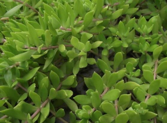 玉樹(shù)如何施肥，做到薄肥勤施原則(春夏秋冬)