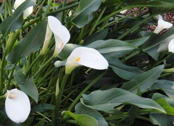 馬蹄蓮的養(yǎng)殖方法圖解，老農(nóng)總結(jié)六點最實用的基本方法