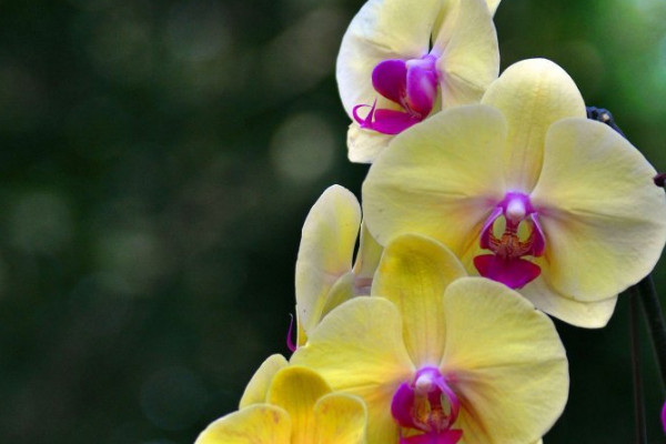 蝴蝶蘭春天開(kāi)花嗎