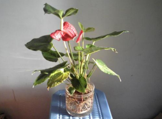 水培萬年青的養(yǎng)殖方法和注意事項(xiàng)，學(xué)會(huì)以下三個(gè)步驟即可