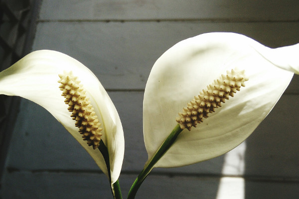 馬蹄蓮花期多長(zhǎng)