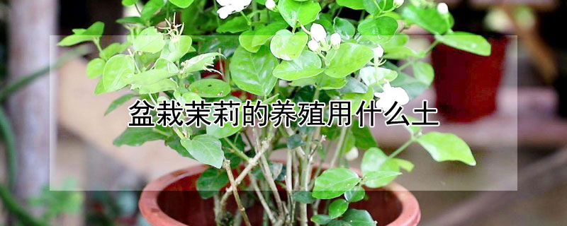 盆栽茉莉的養(yǎng)殖用什么土