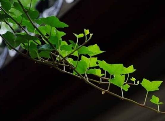 常青藤多久澆一次水，見干見濕原則保持盆土濕潤