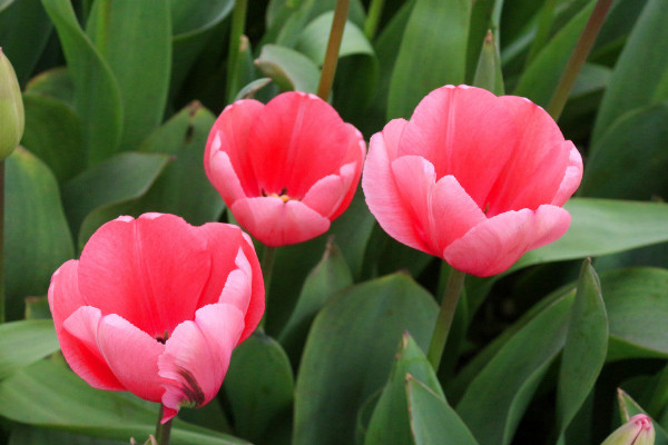 郁金香如何過(guò)冬