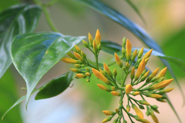 斷腸草和金銀花的區(qū)別，形態(tài)/觸感/花朵/功效不同