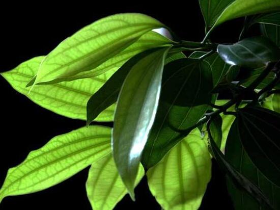 平安樹葉子發(fā)黑是怎么回事，三種原因以及解決方法