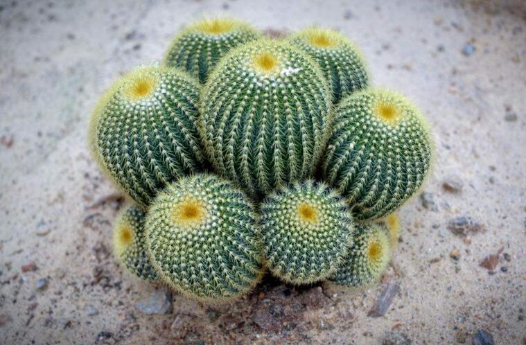 水養(yǎng)仙人球注意事項，正確的水培方式很重要