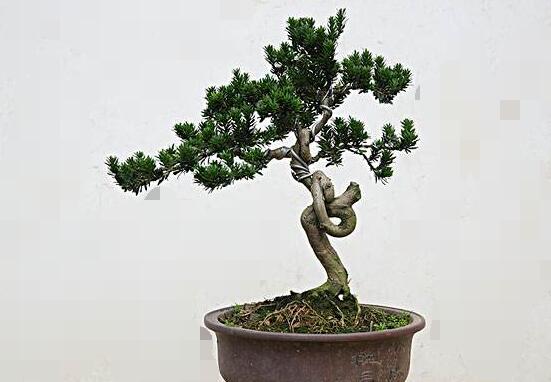 羅漢松怎么澆水，羅漢松澆水方法