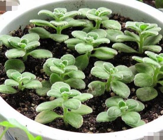 碰碰香的繁殖與養(yǎng)護，扦插繁殖存活率最高/肥水光照充足