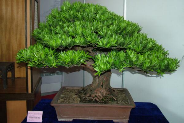 羅漢松種在家里禁忌，忌放在財位處